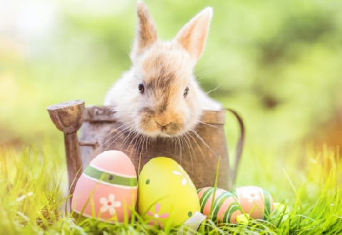 PASKALYA TAKSIM MEYDANI ISTANBUL ARAC KIRALAMA TAKSIM PASKALYA RENT A CAR TAKSIM ISTANBUL